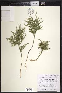 Dendrolycopodium hickeyi image