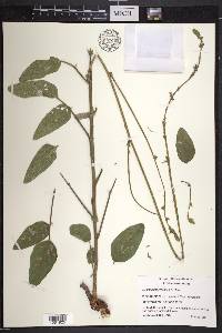 Desmodium illinoense image