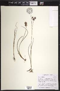 Juncus nodosus image