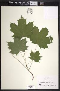 Acer platanoides image