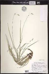 Carex deweyana image