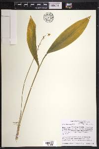 Convallaria majalis image