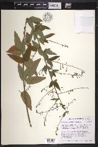 Desmodium glabellum image