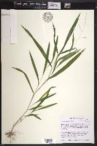 Leersia virginica image