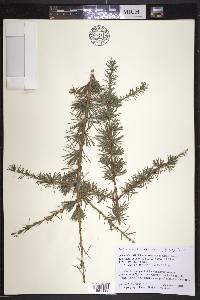 Larix laricina image