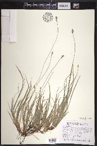 Carex peckii image