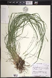 Carex arcta image