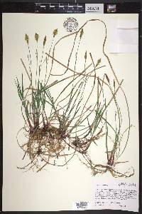 Carex woodii image