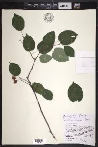 Amelanchier laevis image