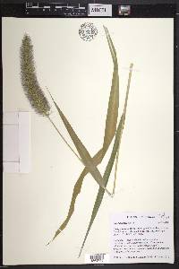 Setaria faberi image