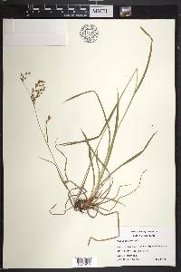 Scirpus pendulus image