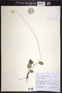 Parnassia glauca image