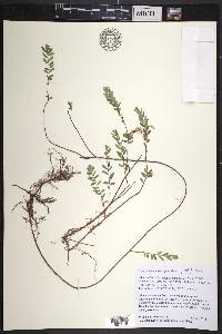 Vaccinium macrocarpon image