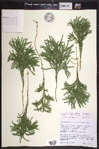 Dendrolycopodium hickeyi image