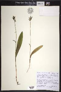 Platanthera clavellata image