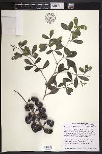 Baptisia alba image