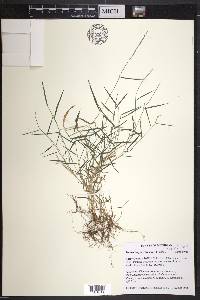 Muhlenbergia schreberi image