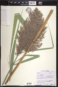 Phragmites australis image