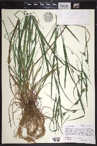 Carex grisea image