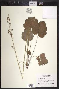 Heuchera americana image