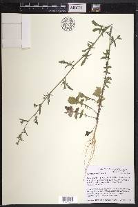 Sisymbrium officinale image