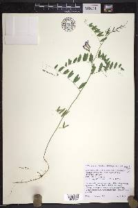 Vicia americana subsp. americana image