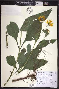 Helianthus tuberosus image