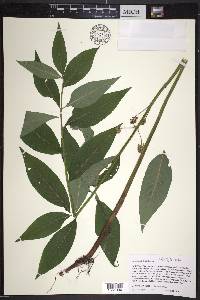 Lysimachia thyrsiflora image