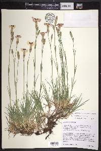 Dianthus plumarius image