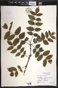 Zanthoxylum americanum image