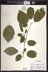 Prunus avium image