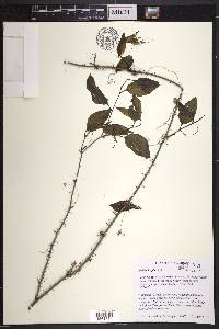 Smilax tamnoides image