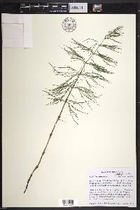 Equisetum sylvaticum image