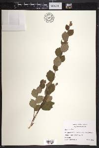 Betula pumila image