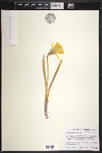 Narcissus pseudonarcissus image