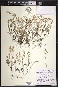 Eragrostis hypnoides image