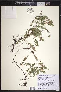 Vaccinium macrocarpon image