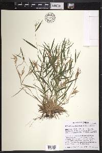 Dichanthelium acuminatum subsp. columbianum image