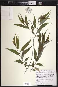 Salix amygdaloides image