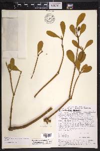 Phoradendron robinsonii image