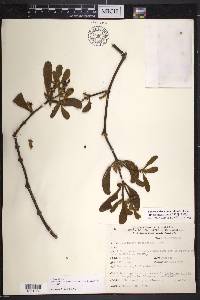 Phoradendron robinsonii image