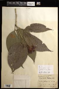 Calliandra grandifolia image