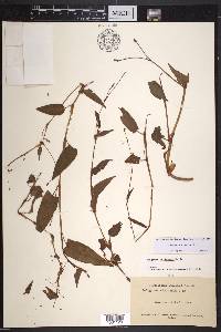 Polygonum strigosum image