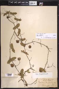 Passiflora misera image