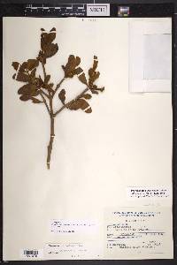 Phoradendron robinsonii image