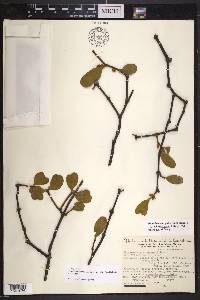 Phoradendron robinsonii image