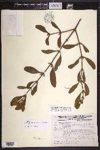 Phoradendron robinsonii image