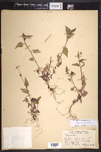 Polygonum nepalense image