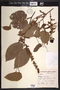 Bauhinia guianensis image