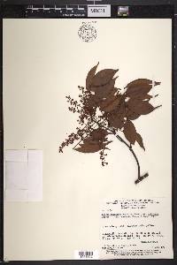 Rourea cuspidata image